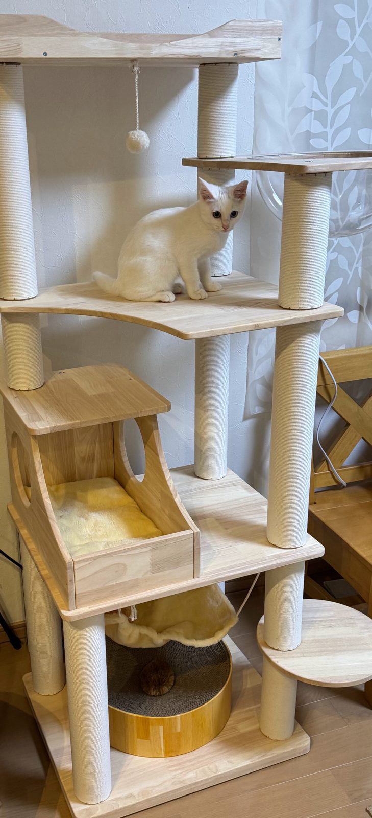 木製キャットタワーの中段ステージにのる白い子猫すずちゃん