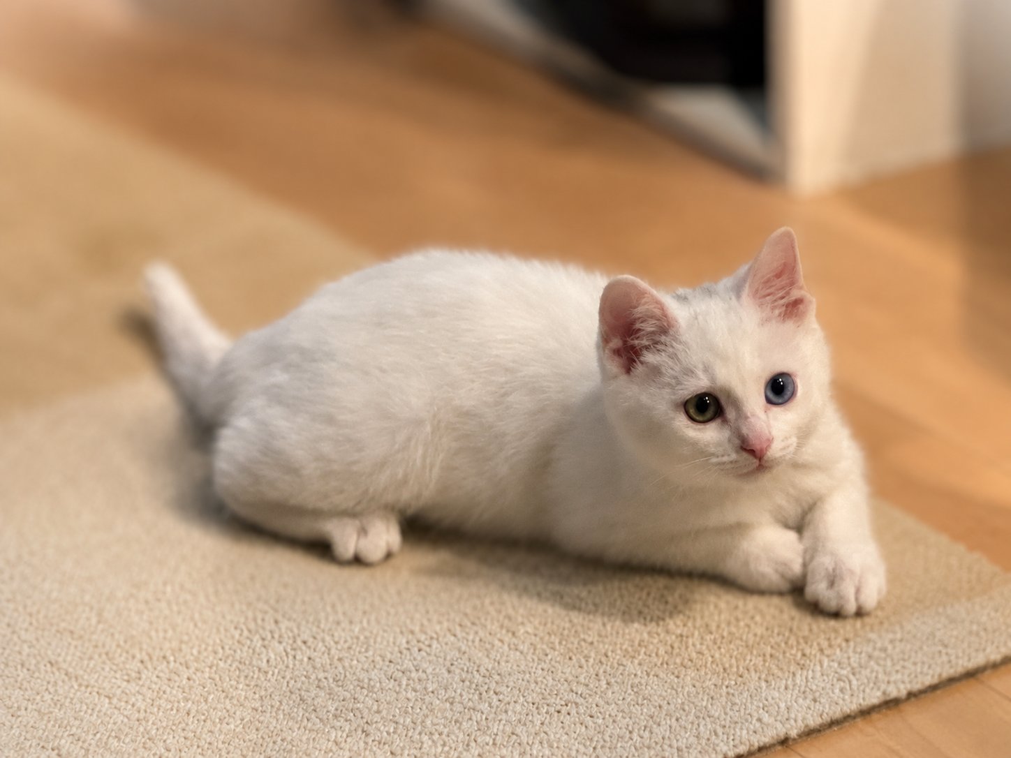 床の上でこちらを見つめるオッドアイの白い子猫すず