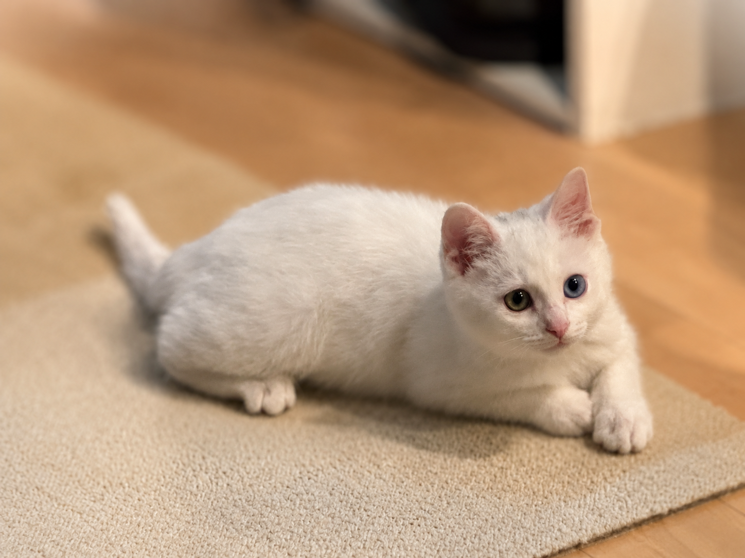 床の上でこちらを見つめるオッドアイの白い子猫すず
