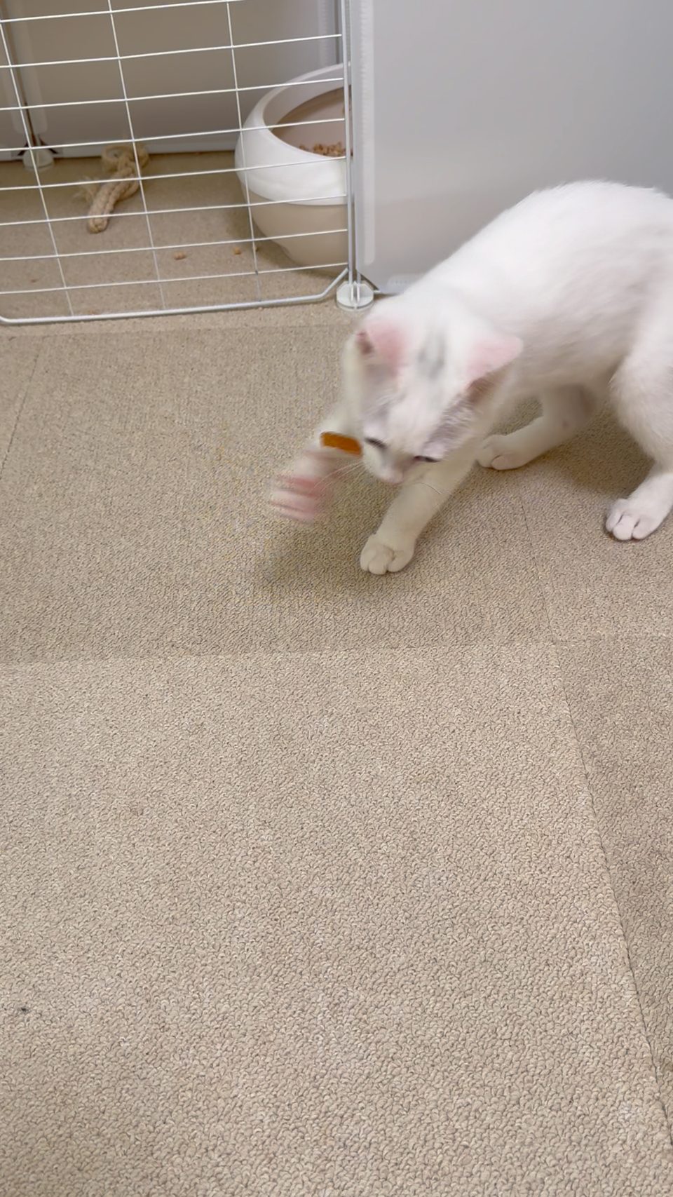 歯みがきおやつをくわえて食べる白い子猫すずちゃん