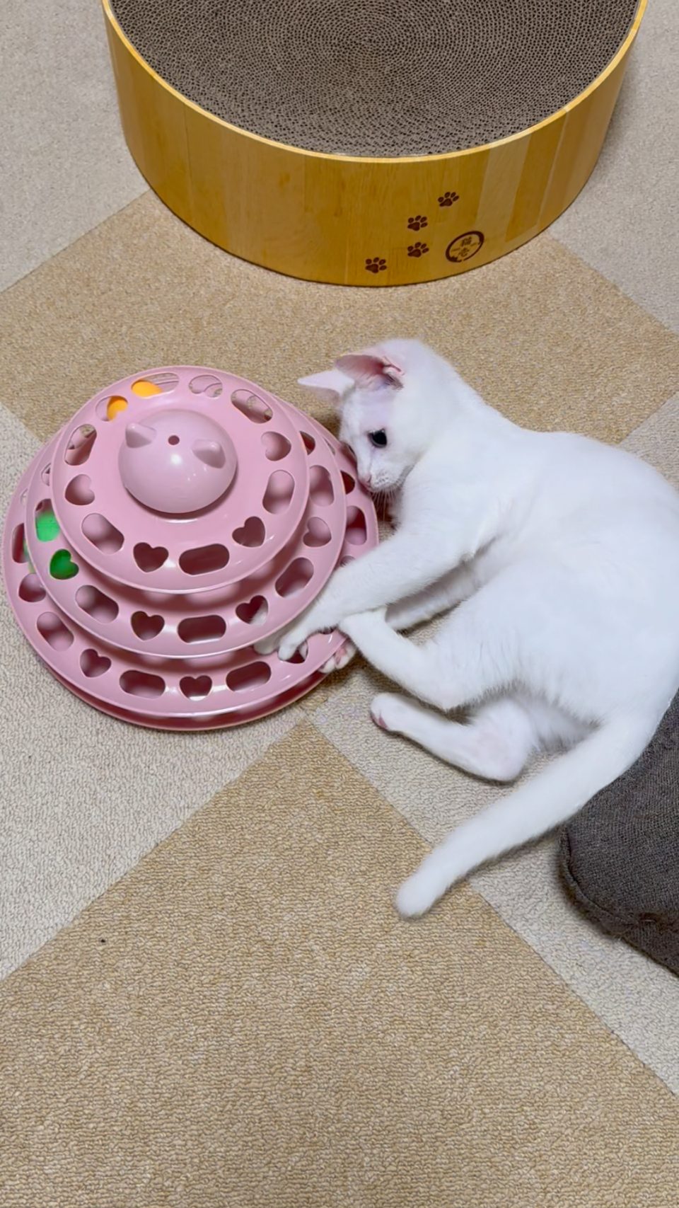ピンクの回転ボールタワーに前足を入れて遊ぶ白い子猫のすず