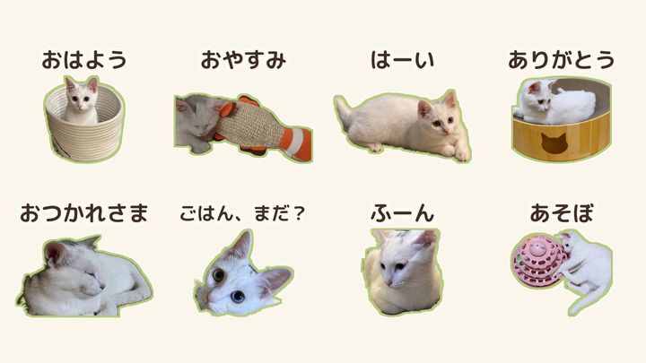 白い子猫すずの実写LINEスタンプ8枚。おはよう、おやすみ、はーい、ありがとう、おつかれさま、ごはん、まだ？、ふーん、あそぼ