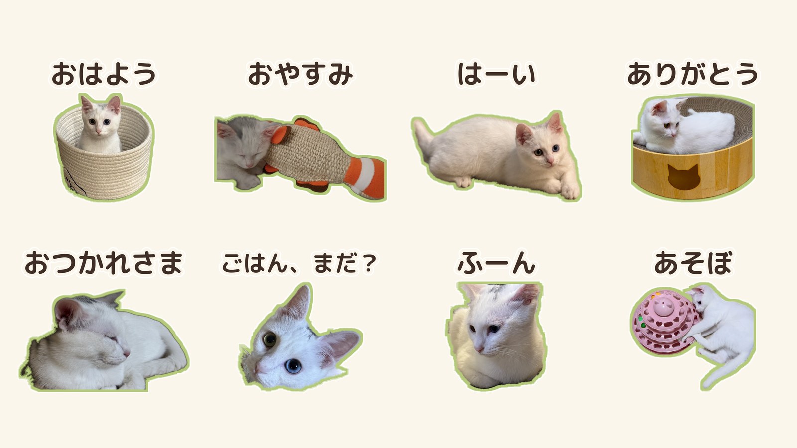 白い子猫すずの実写LINEスタンプ8枚。おはよう、おやすみ、はーい、ありがとう、おつかれさま、ごはん、まだ?、ふーん、あそぼ