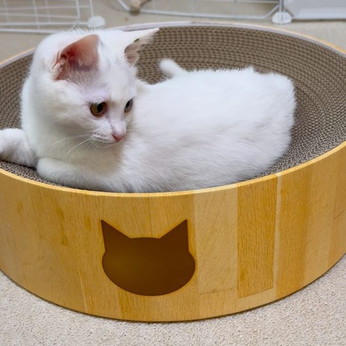 丸い爪とぎボウルの中でまるくなってくつろぐ白い子猫すずちゃん