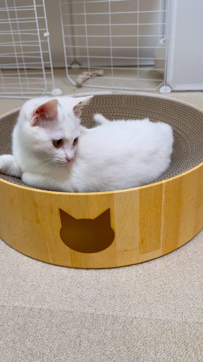 丸い爪とぎボールの中でくつろぐ白い子猫のすず