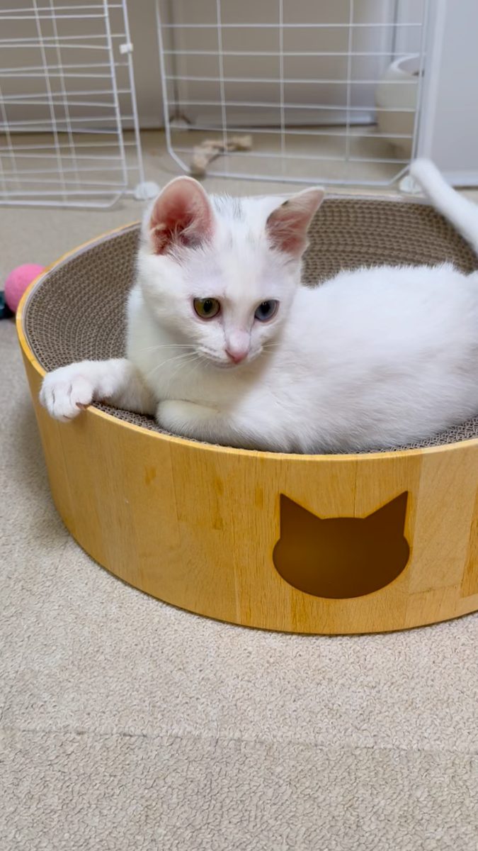 丸い爪とぎボウルの中でくつろぐ白い子猫すずちゃん