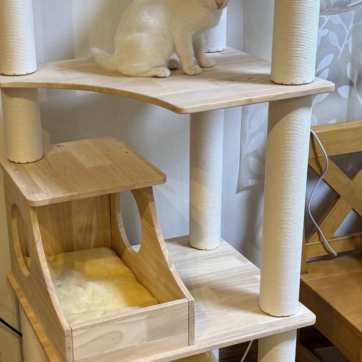 木製キャットタワーの中段ステージにのる白い子猫すずちゃん