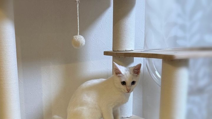 キャットタワーの上でくつろぐ白い子猫のすず