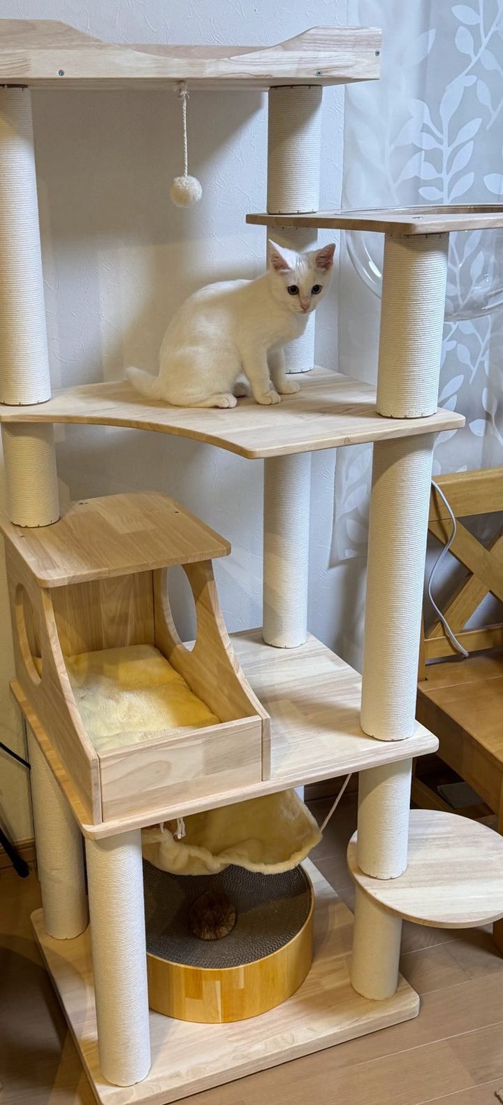 木製キャットタワーの中段ステージにのる白い子猫すずちゃん