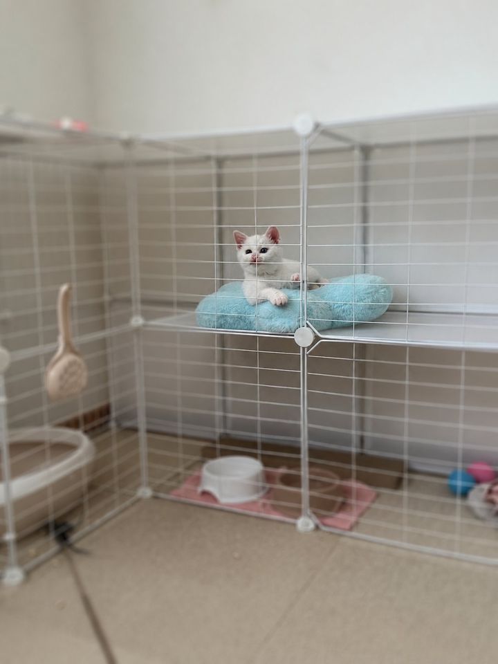 ケージの中の青いクッションに乗るすずちゃん