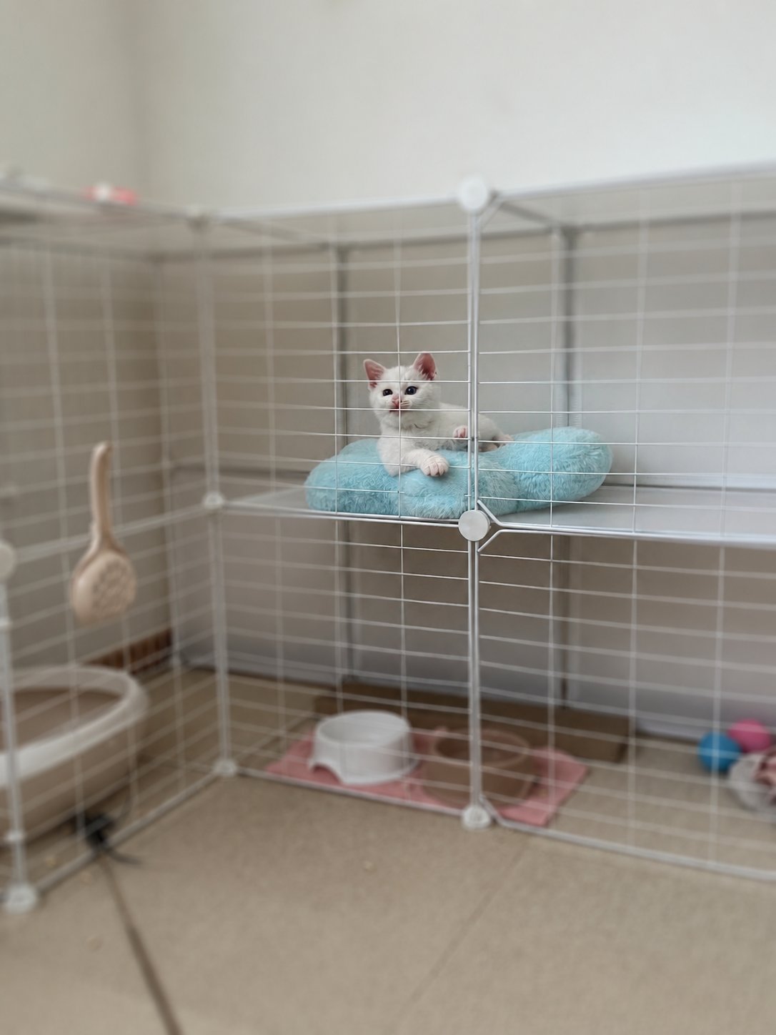 ケージの中の青いクッションに乗る白い子猫
