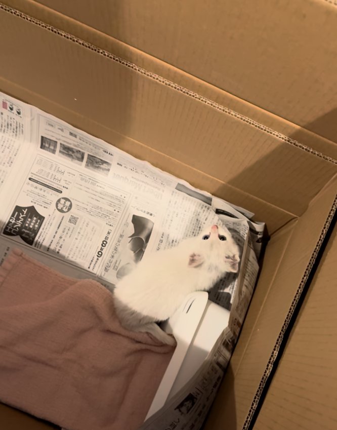 段ボールの中で過ごす保護初日の白い子猫