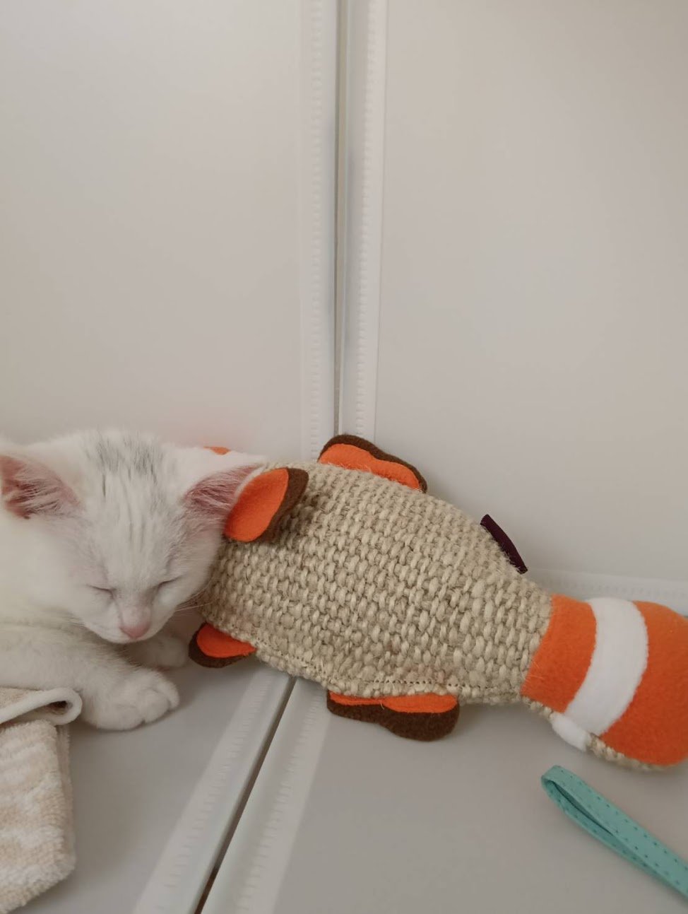 魚型の爪とぎを枕にして眠る子猫のすず