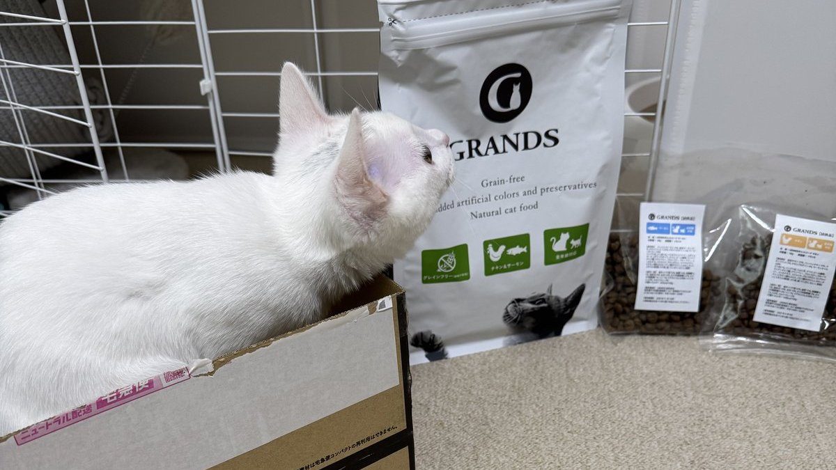 グランツの配送箱に入って、チキン&サーモンの袋の匂いをかぐ白い子猫のすず