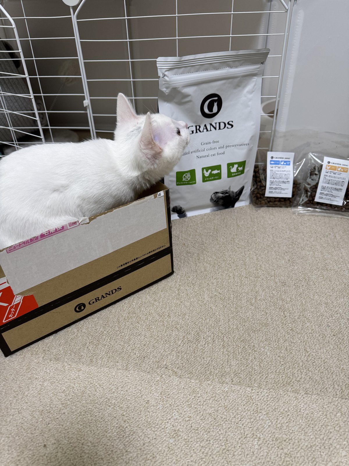 配送箱に入って袋の匂いをかぐ白い子猫のすず