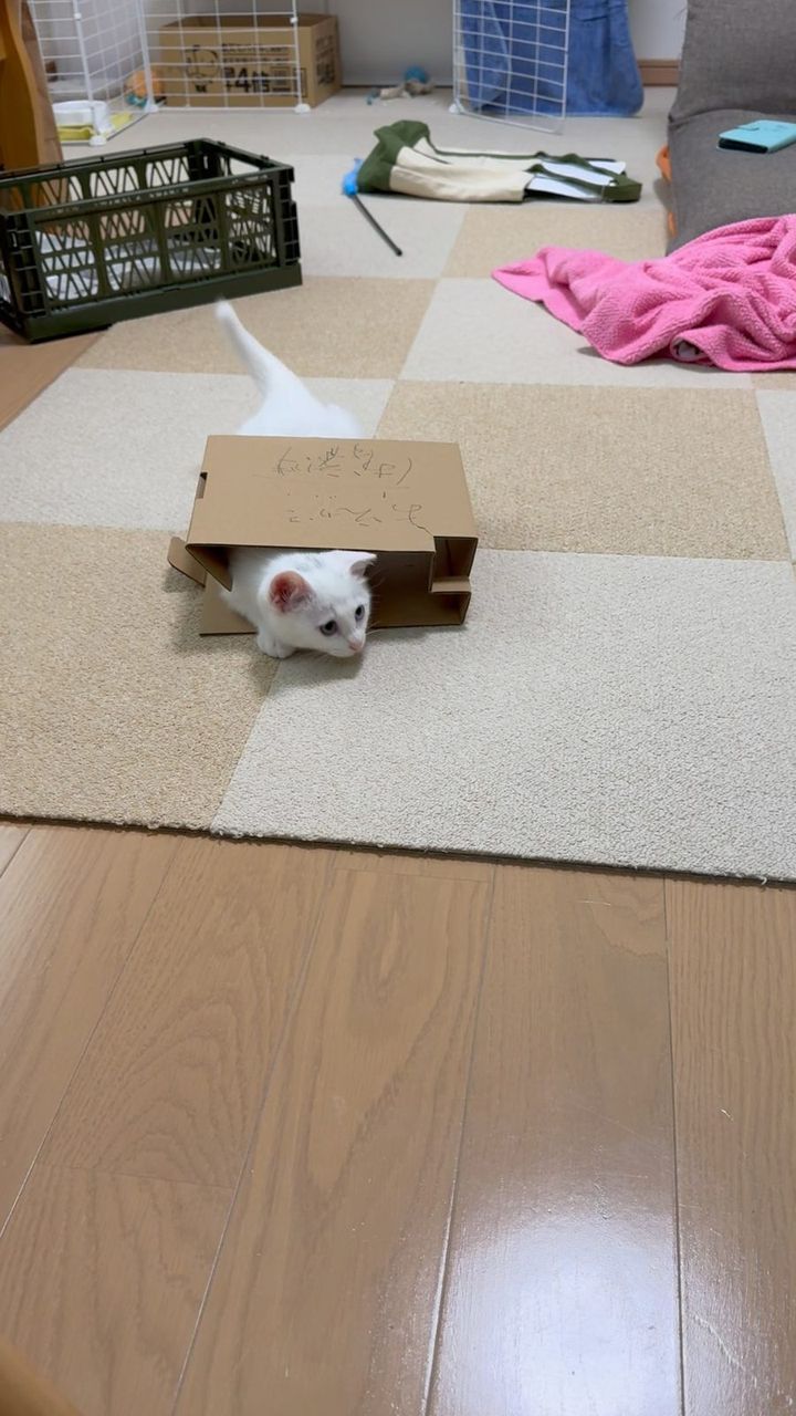 床から見上げるオッドアイの白い子猫すずちゃん