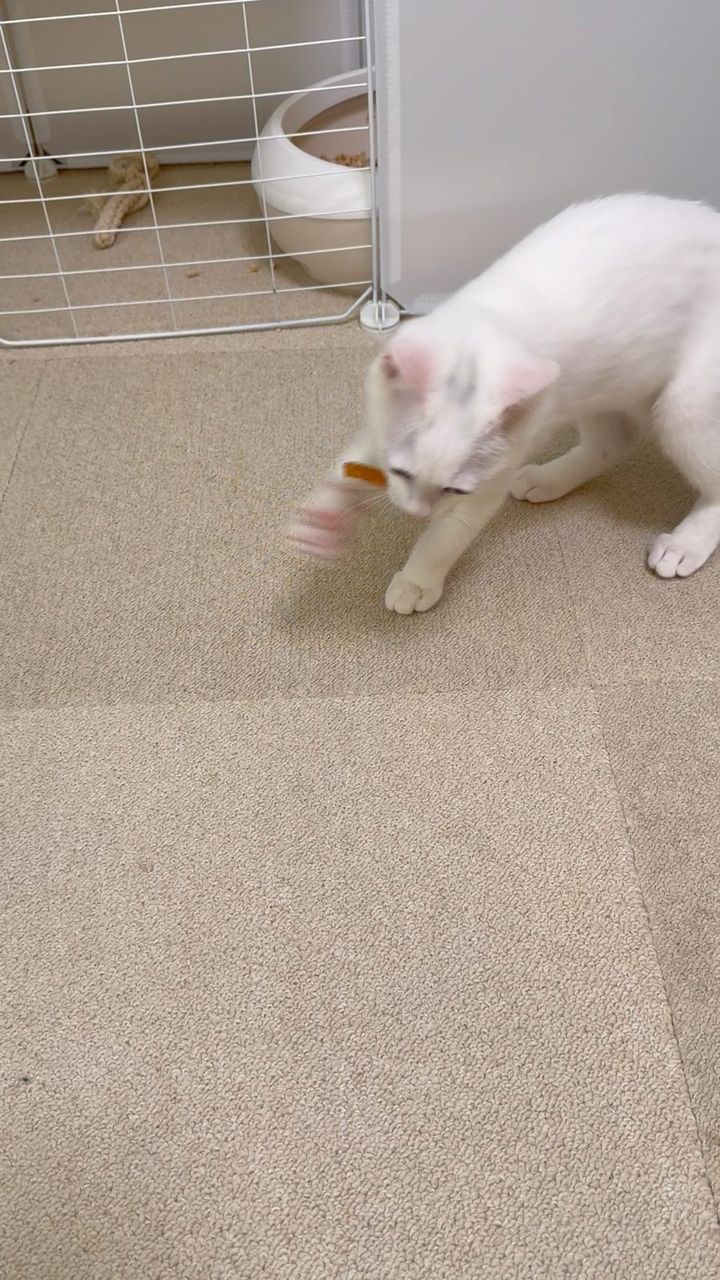歯みがきおやつをくわえて食べる白い子猫すずちゃん