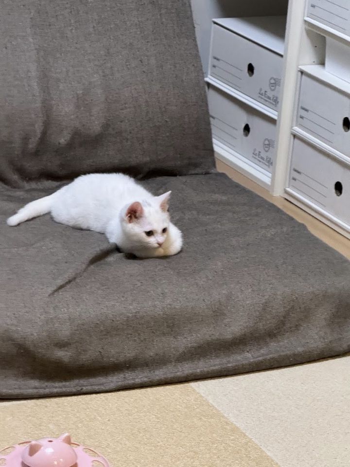 ソファの上でこちらを見る生後3か月ごろの白い子猫のすず