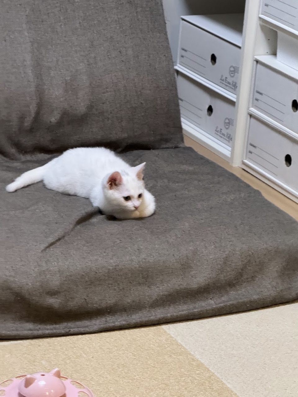 ソファの上でこちらを見る生後3か月ごろの白い子猫のすず