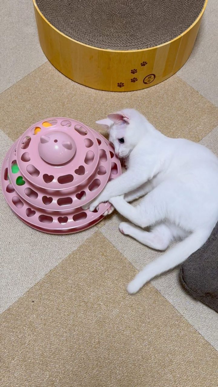ピンクの回転ボールタワーに前足を入れて遊ぶ白い子猫のすず