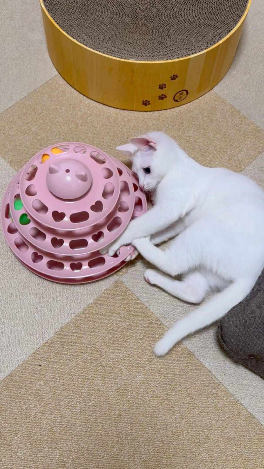 ピンクの回転ボールタワーに前足を入れて遊ぶ白い子猫のすず