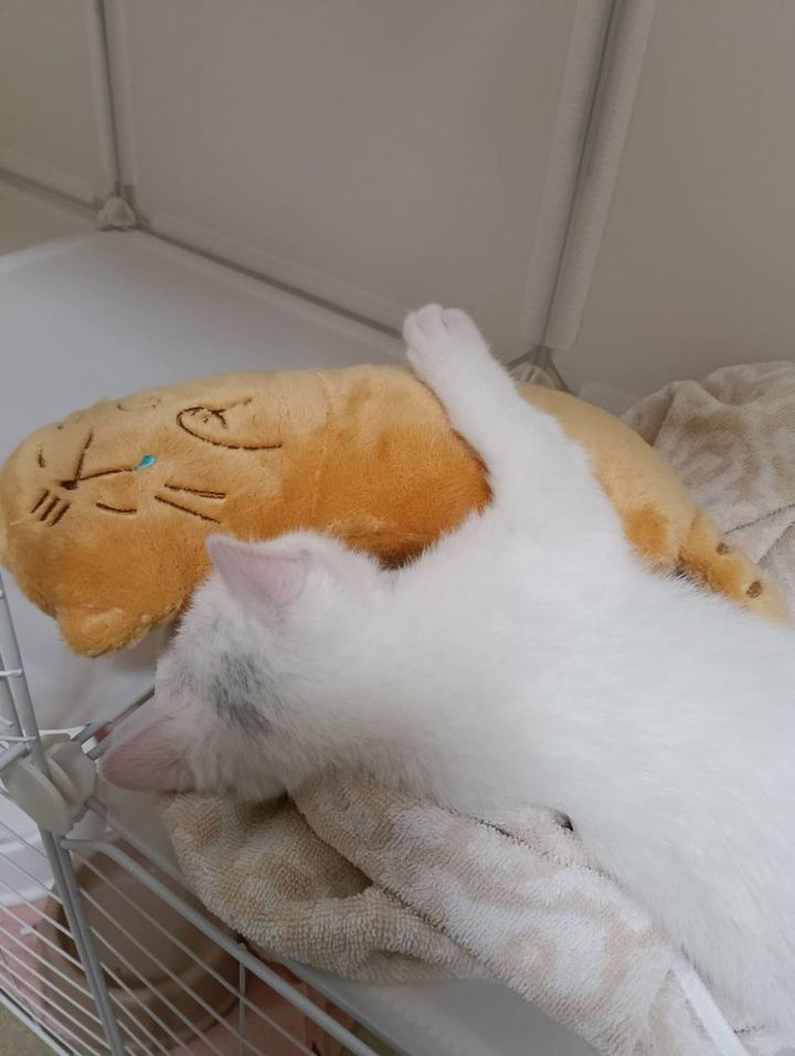 オレンジ色の猫のぬいぐるみに前足をのせる白い子猫のすず