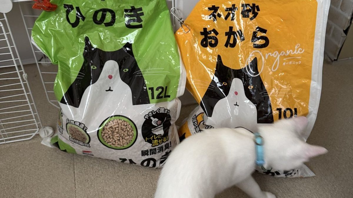 ネオ砂のおからとひのきの袋に近づく白い子猫すずちゃん