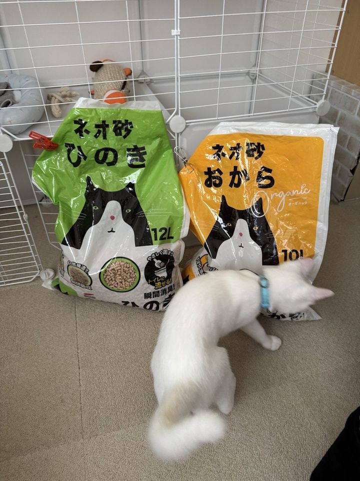 ネオ砂のおからとひのきの袋に近づく白い子猫すずちゃん