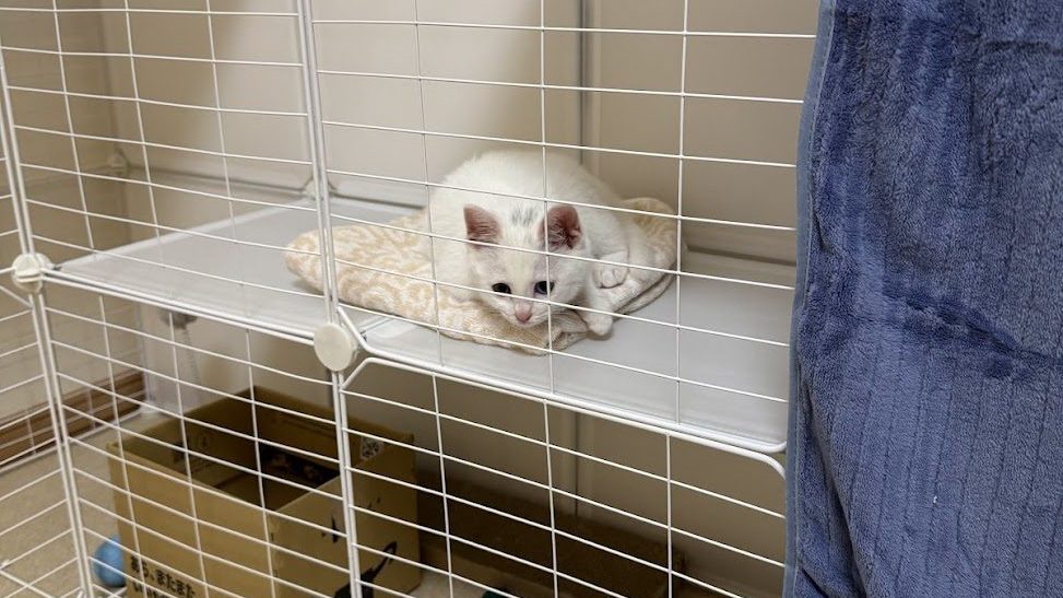 ケージの中からこちらを見る白い子猫