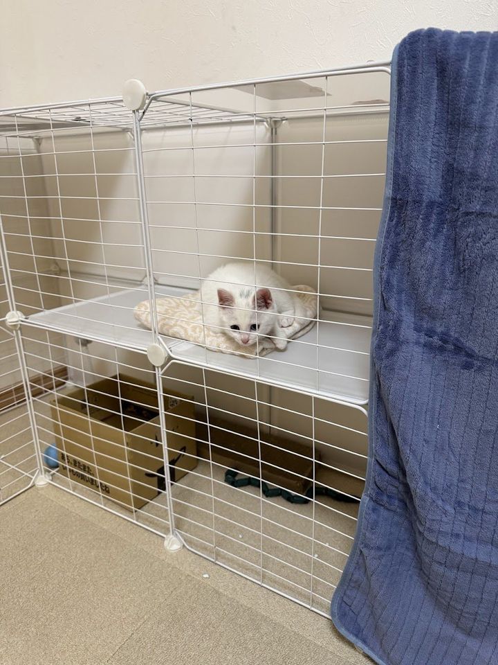 ケージの中からこちらを見るすずちゃん