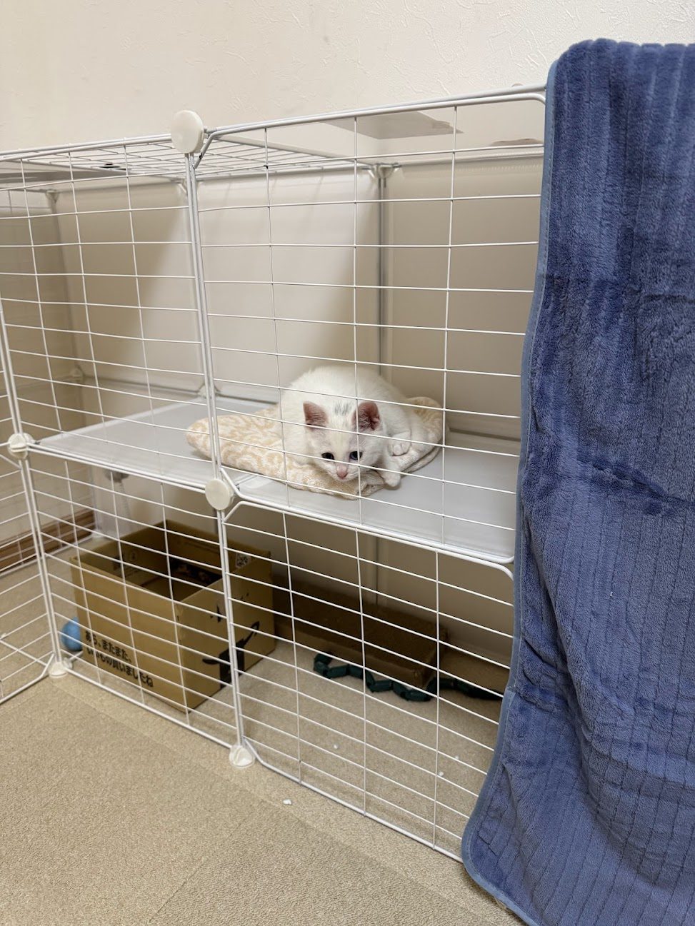 ケージの中から外をのぞいて待っている白い子猫のすず