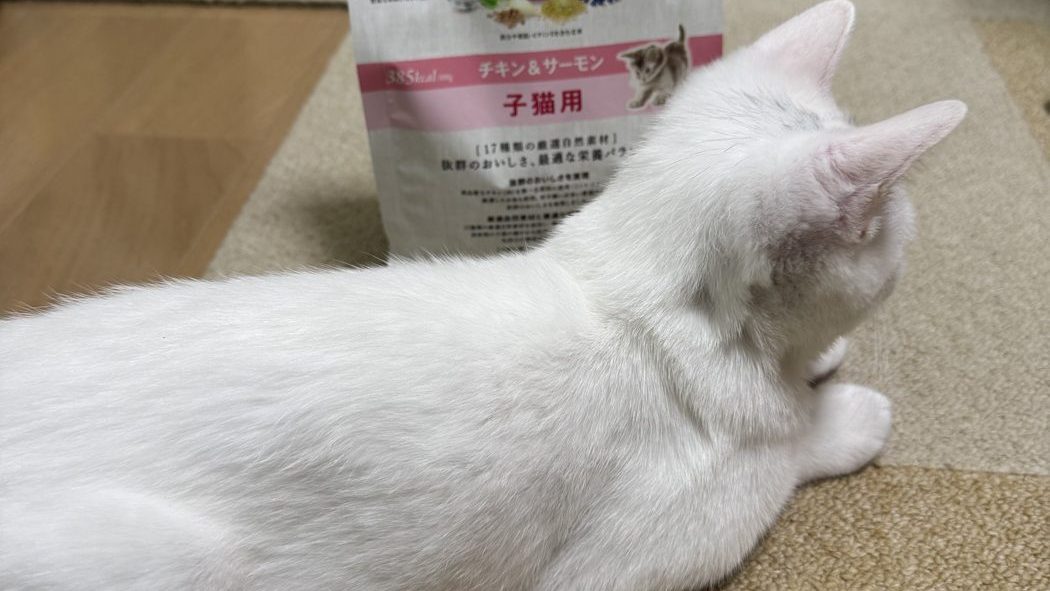 ニュートロ シュプレモ 子猫用の袋の前でゴロンと寝そべる白い子猫のすず