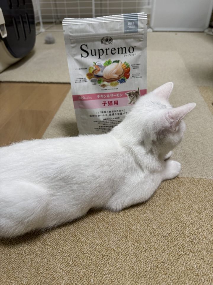 ニュートロ シュプレモ 子猫用の袋の前でゴロンと寝そべる白い子猫のすず