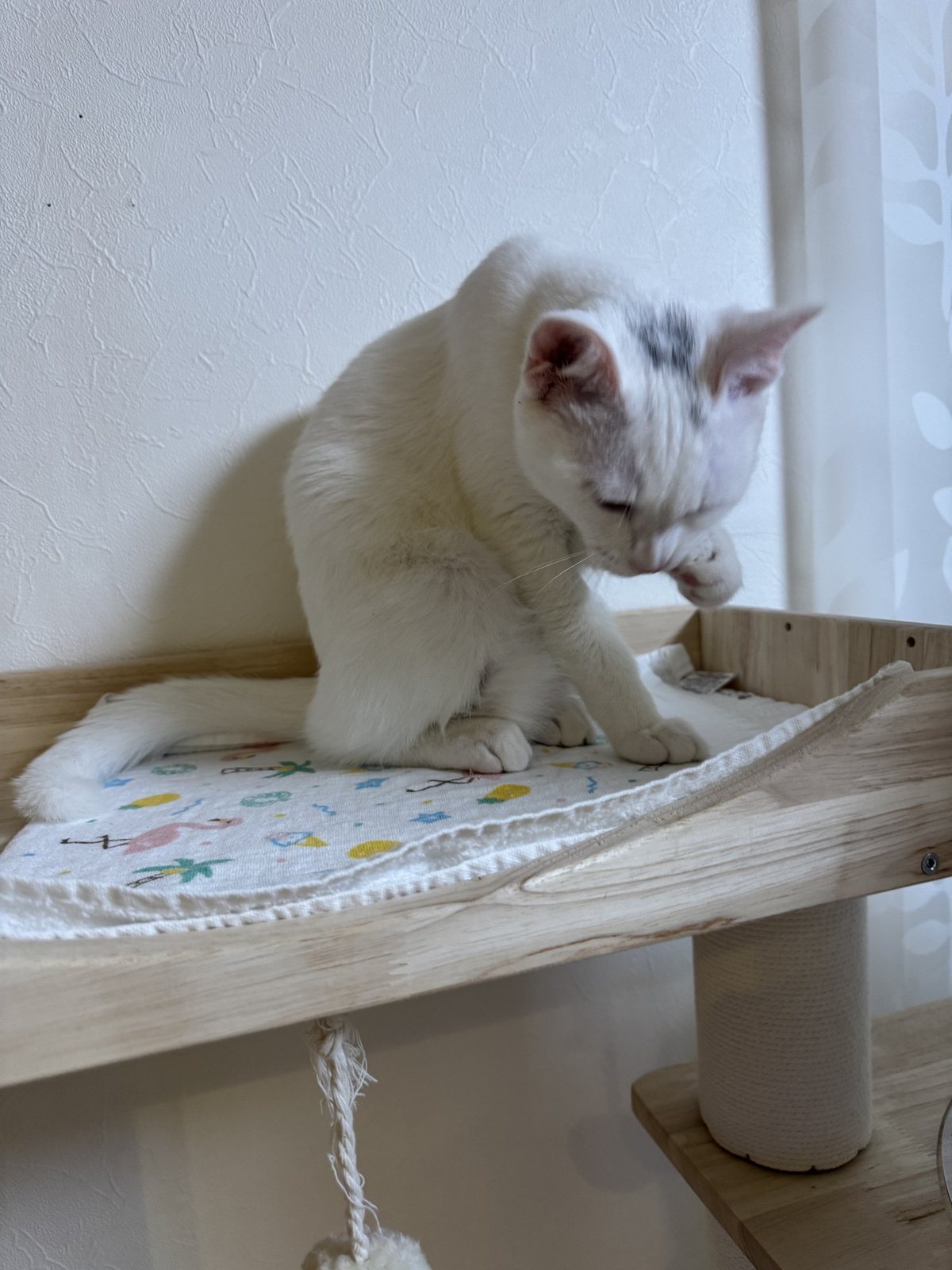 棚の上のタオルに座って、前足をなめて毛づくろいをする白い子猫のすず