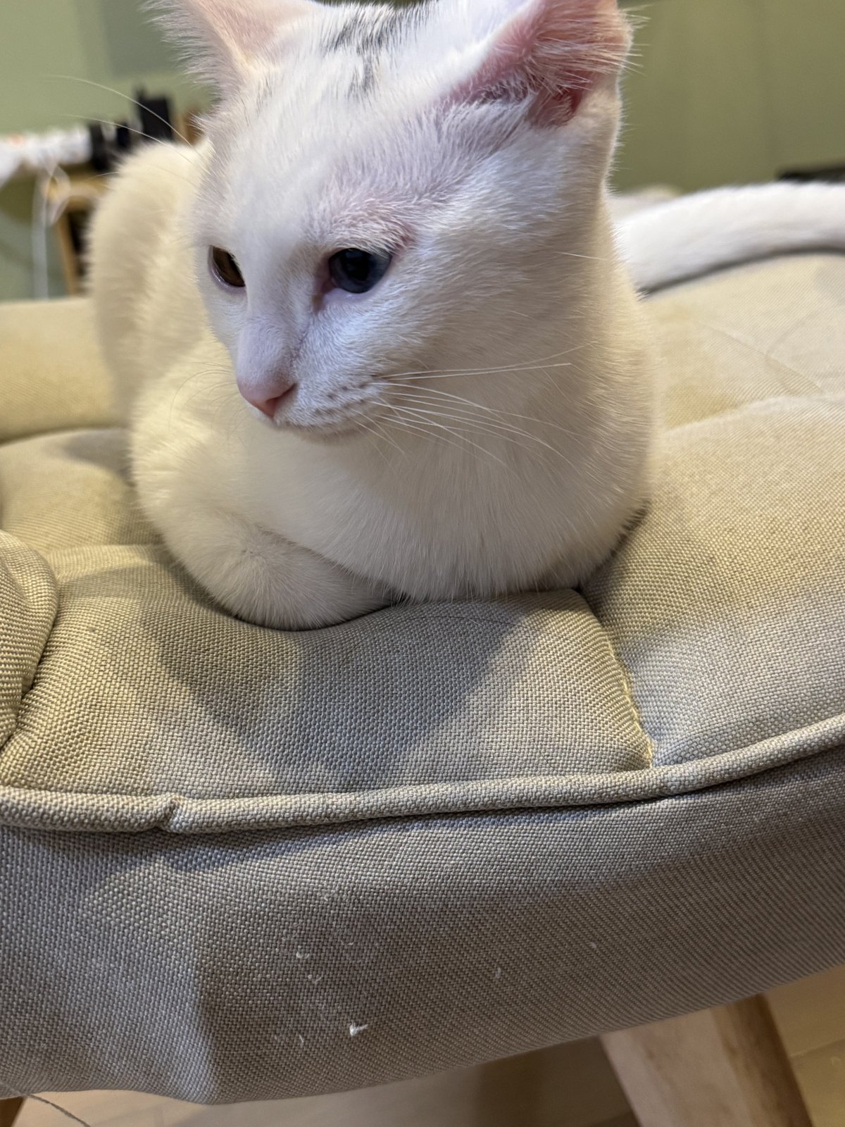 クッションの上で前足をしまって香箱座りをしている白い子猫のすず