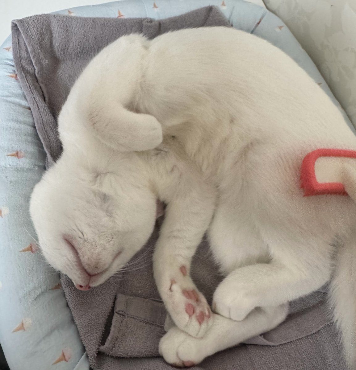 お腹を見せて寝ている白い子猫のすず