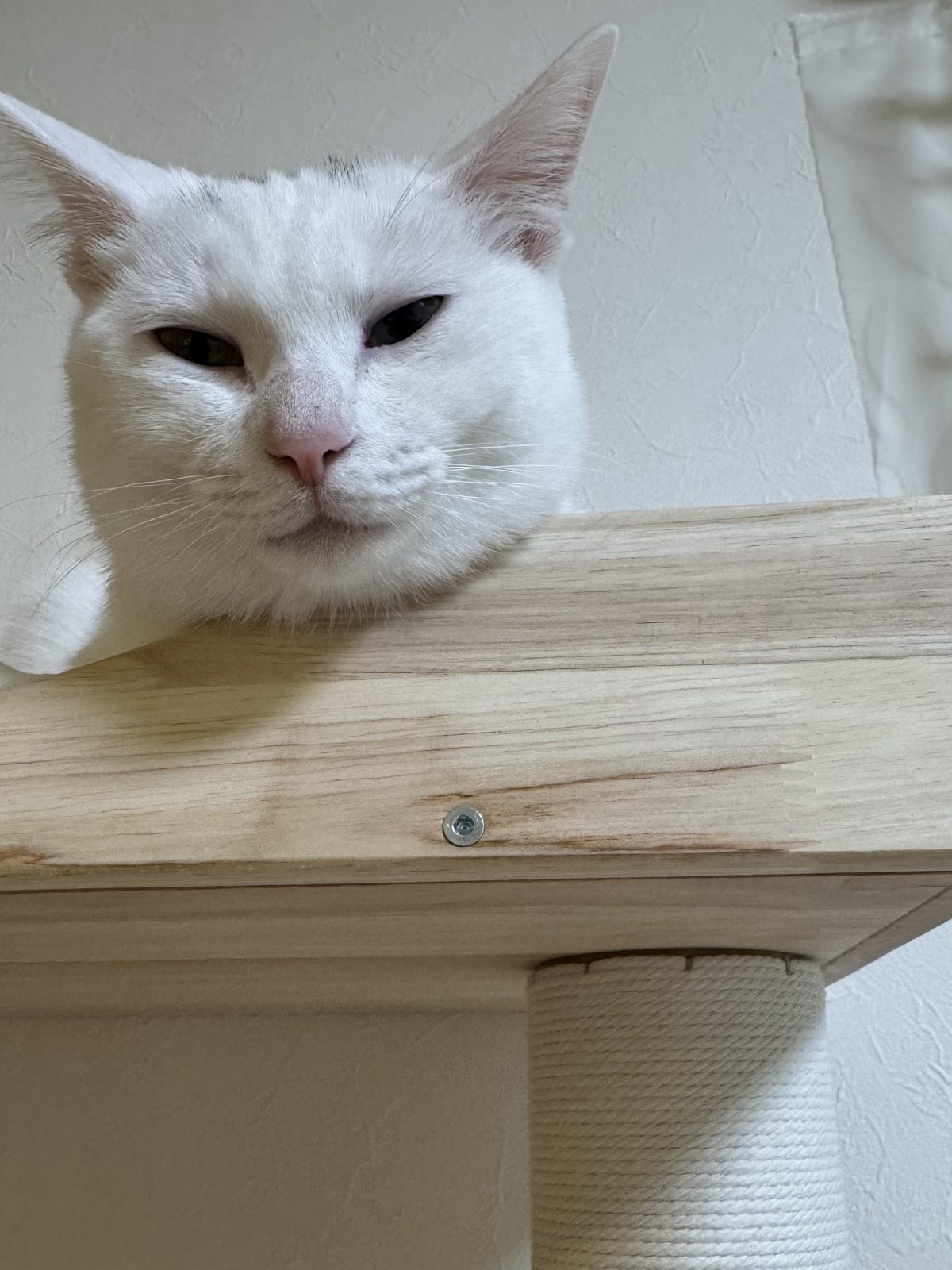 キャットタワーの棚のふちにあごを乗せて、こちらを見下ろす白い猫のすず