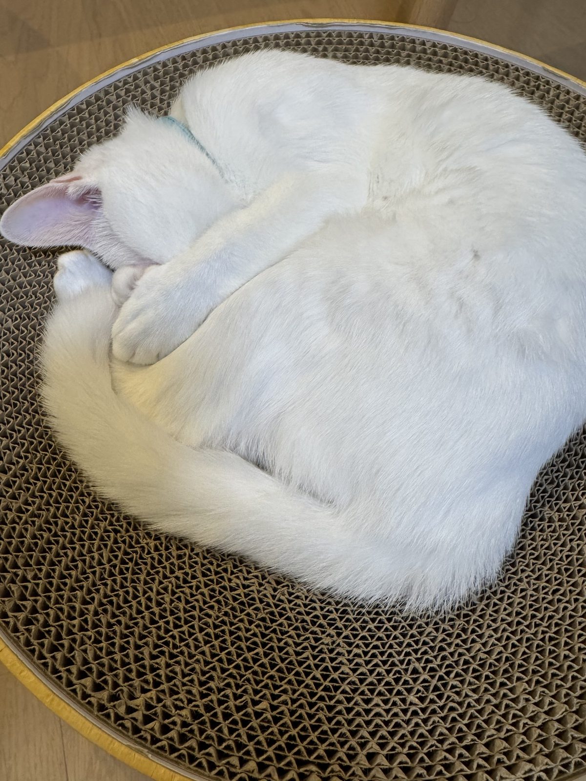 丸い段ボールの爪とぎの内側いっぱいに、体を丸めて眠るすず